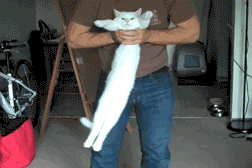 http://s.pikabu.ru/images/big_size_comm/2012-12_4/13557334624459.gif
