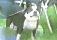 http://s.pikabu.ru/images/big_size_comm/2013-02_4/13611242155796.gif