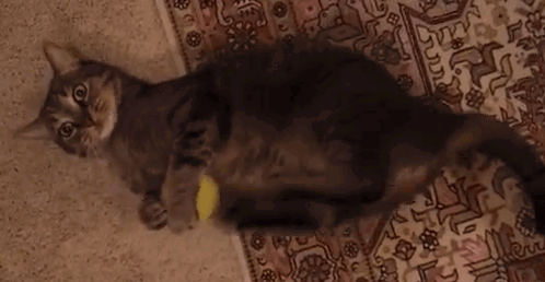 http://s.pikabu.ru/images/big_size_comm/2013-04_1/13651472057892.gif