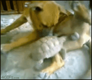 13675088271636.gif