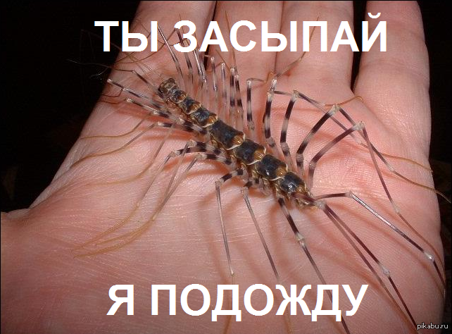 Сколопендра домашняя