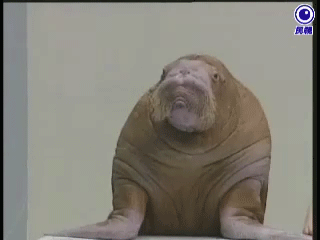 http://s.pikabu.ru/images/big_size_comm/2013-06_5/13720779175611.gif