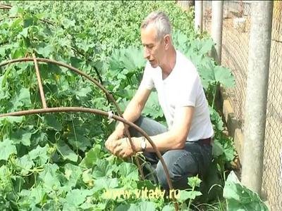 Огурец в попу жена порно смотреть онлайн русское 99