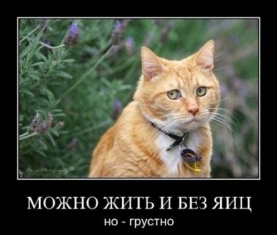 http://s.pikabu.ru/images/previews_comm/2013-05_4/13688878419531.jpg