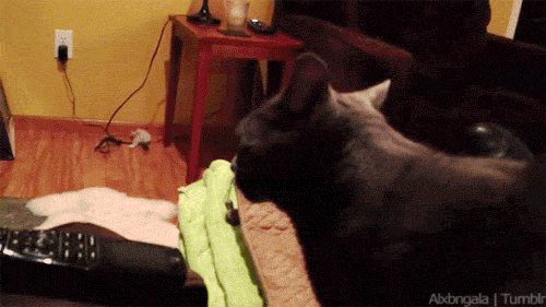 1356638438_1706958849.gif