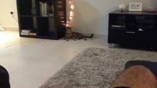 1356702421_1147929560.gif