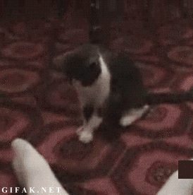 http://s.pikabu.ru/post_img/2013/01/25/4/1359088661_852852515.gif