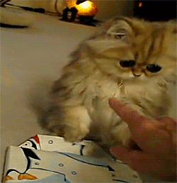 http://s.pikabu.ru/post_img/2013/01/30/5/1359524862_1783780761.gif