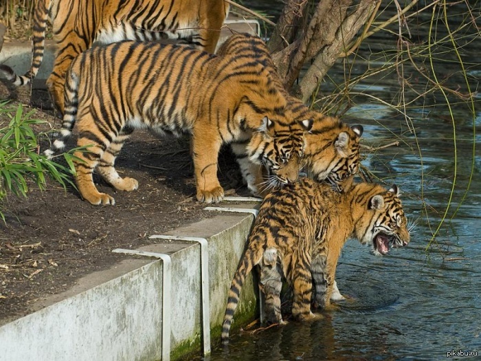 http://s.pikabu.ru/post_img/2013/01/31/6/1359622460_114221398.jpg