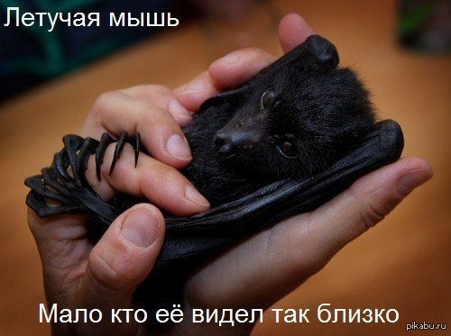 http://s.pikabu.ru/post_img/2013/01/31/6/1359622539_1660920976.jpg