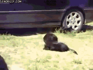 1359693874_250007498.gif
