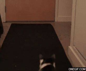 http://s.pikabu.ru/post_img/2013/02/15/5/1360908586_797393266.gif