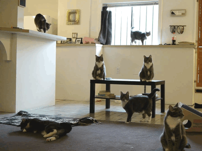 http://s.pikabu.ru/post_img/2013/02/17/10/1361119849_1428775012.gif