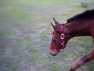 http://s.pikabu.ru/post_img/2013/02/21/11/1361472678_1397537562.gif