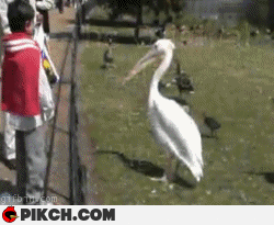 http://s.pikabu.ru/post_img/2013/02/22/7/1361525567_1167419682.gif