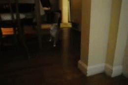 http://s.pikabu.ru/post_img/2013/03/06/5/1362548565_1172299689.gif