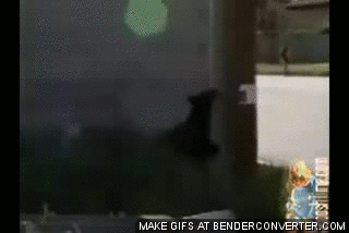 1363554997_632572973.gif