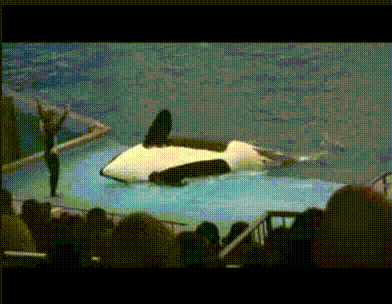 1365084371_1282664438.gif