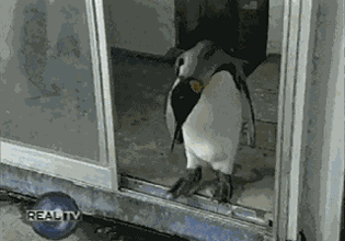 http://s.pikabu.ru/post_img/2013/04/11/5/1365659337_312535146.gif