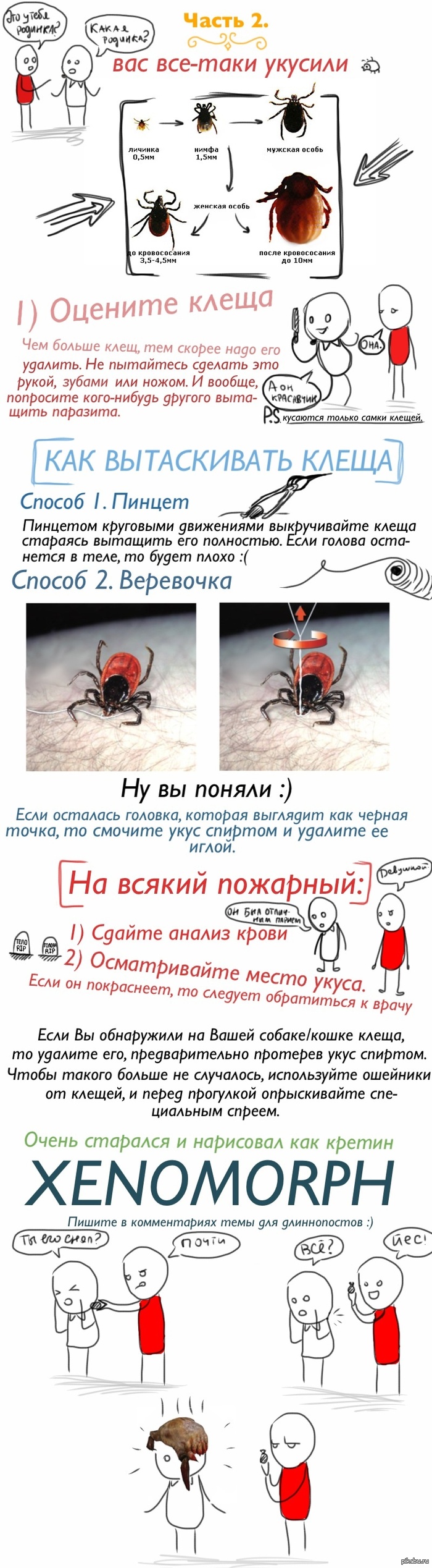 Как выглядит укус клеща фото. Что делать если укусил клещ 68 Как выглядит укус клеща фото. Что делать если укусил клещ 33