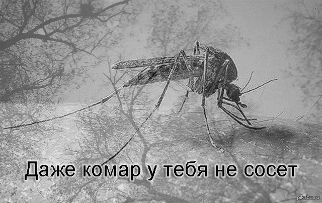 Щенок это кто стих Щенок это кто стих