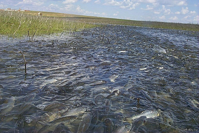 запрет на рыбалку в татарстане на время нереста в 2016г запрет на рыбалку в татарстане на время нереста в 2016г