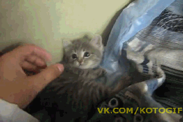 http://s.pikabu.ru/post_img/2013/04/24/11/1366823701_115407996.gif