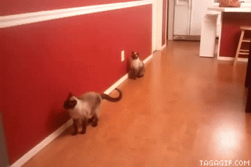 http://s.pikabu.ru/post_img/2013/04/29/9/1367241695_1816439600.gif