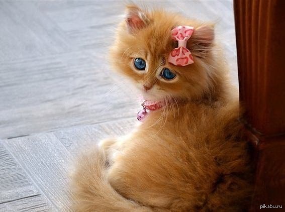 http://s.pikabu.ru/post_img/2013/05/04/6/1367651395_156540090.jpg
