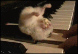 Перевёрнутый хомяк, жующий попкорн на клавише пианино Интернет, 2013  гифка, хомяк, попкорн