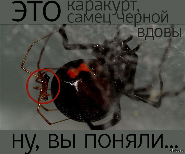 Картинка на s.pikabu.ru