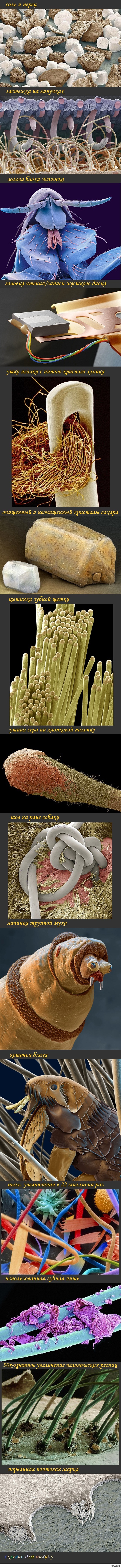 Некоторые вещи под микроскопом микромир, микроскоп, интересное