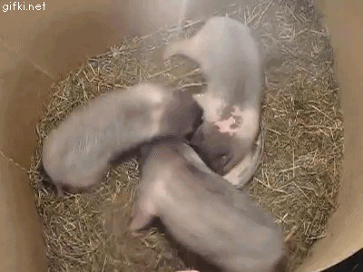 1369759813_920554330.gif