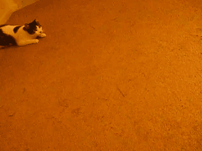 http://s.pikabu.ru/post_img/2013/06/02/10/1370191849_511210693.gif