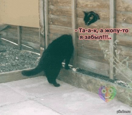 А голову ты не забыл?   кот, задница, неожиданность