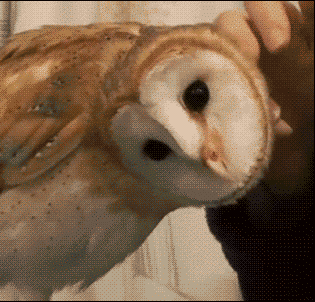 1372615273_799688258.gif
