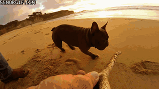 1373863719_311483214.gif