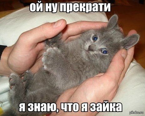 Зайка =)   кот, Любовь, Няша, Милости, позитив