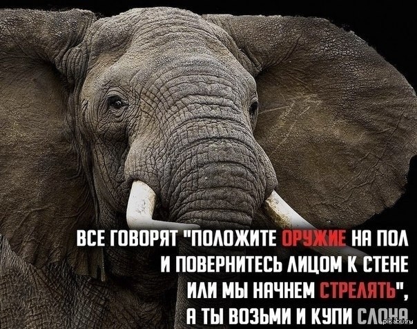 Анекдот о том что так ты слона не продашь Анекдот о том что так ты слона не продашь