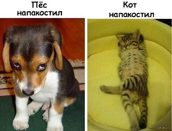 http://s.pikabu.ru/post_img/2013/09/29/0/1380399778_1149931853.jpg