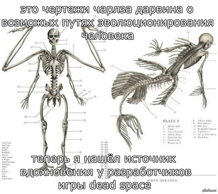 эволюция