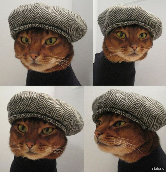 Смотреть мамин бродяга папин симпатяга фото мамин бродяга папин симпатяга фото
