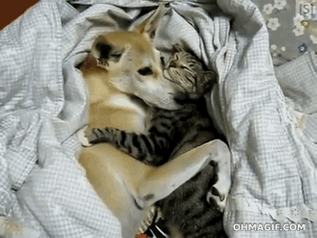 В тесноте, да не в обиде! =)   Кот, собака, обнимашки, гифка