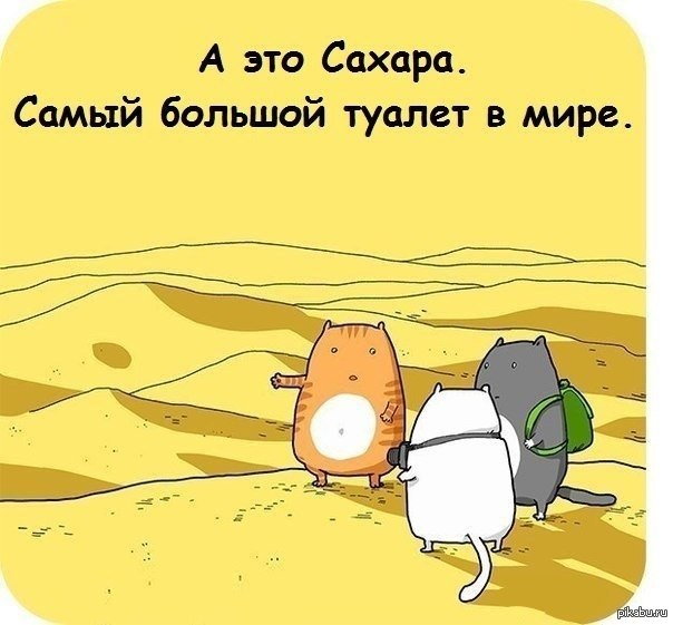 Я знаю, тут любят котиков)   кот, сахара, туристы