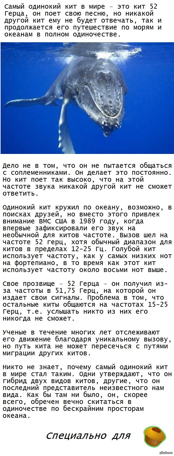 Кит 52 Герца