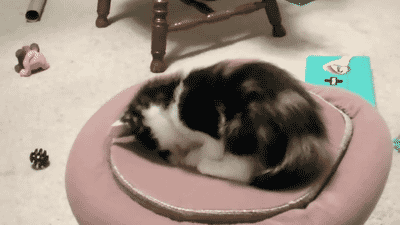 И всё равно я тебя достану! классная игрушка для котят)  кот, игрушка, гифка