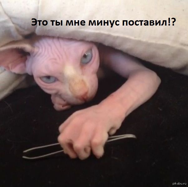 Просили котика?!   кот, лысый