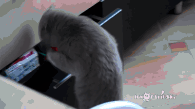 1382463436_1831765444.gif