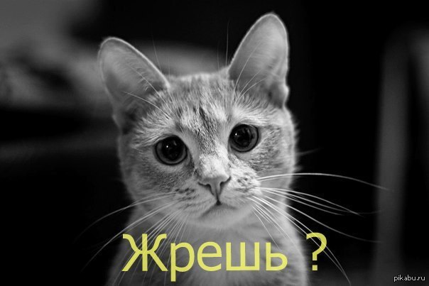 Жрёшь   кот, фото