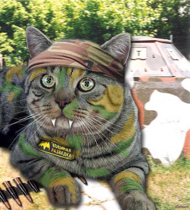 Армейский кот.